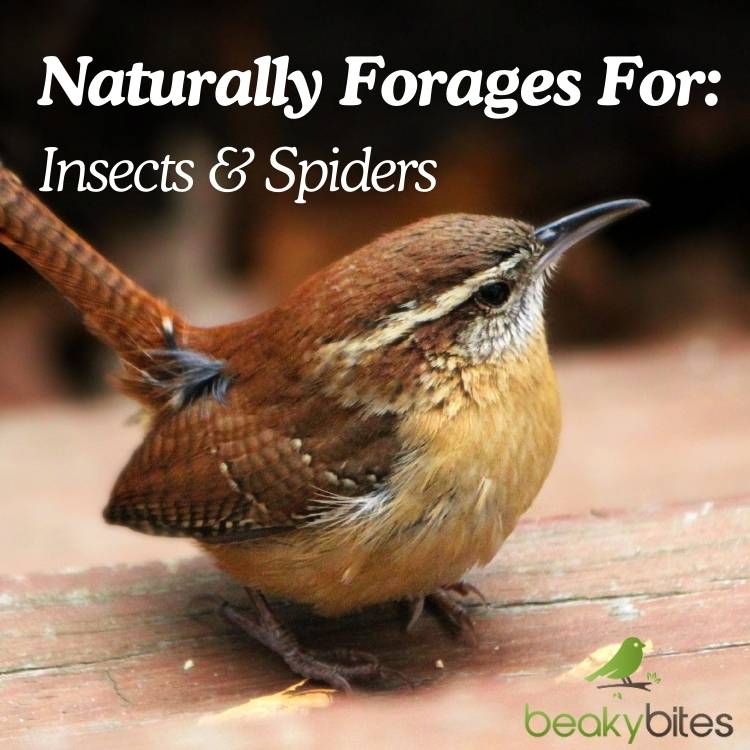 Wren naturally forages for